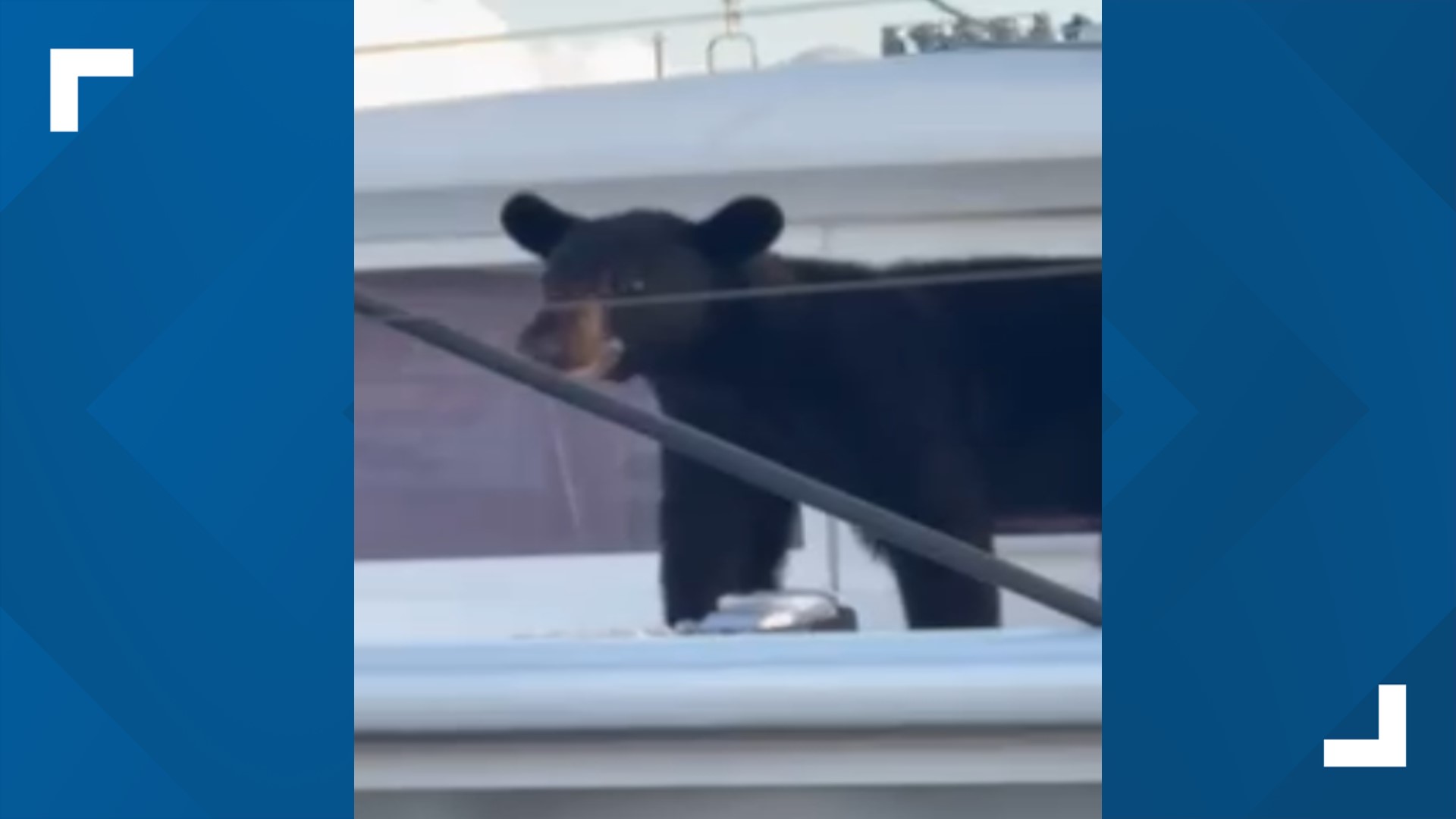 The bear sighting occurred at the Sailing and Yacht Club in Naples.