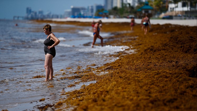 Report: Massive seaweed blob washing up on Florida beaches possibly full of flesh-eating bacteria