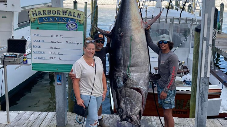 What a catch! Florida boat crew reels in 800-lb Bluefin tuna
