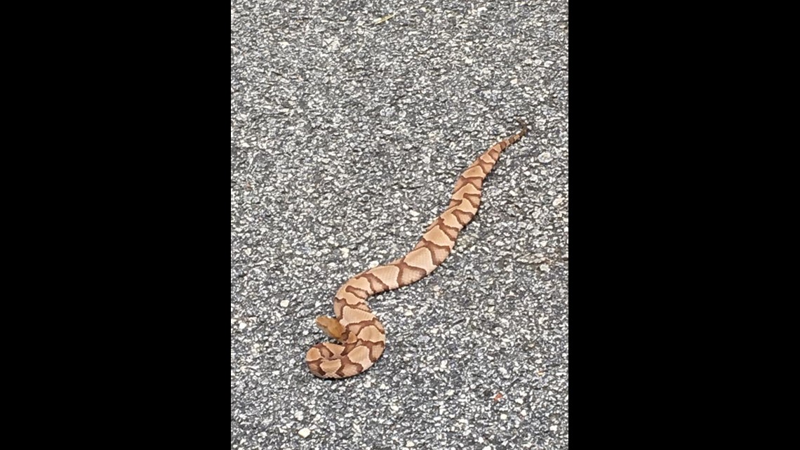 Copperheads Are Moving In Georgia Here S How To Protect Yourself 13wmaz Com