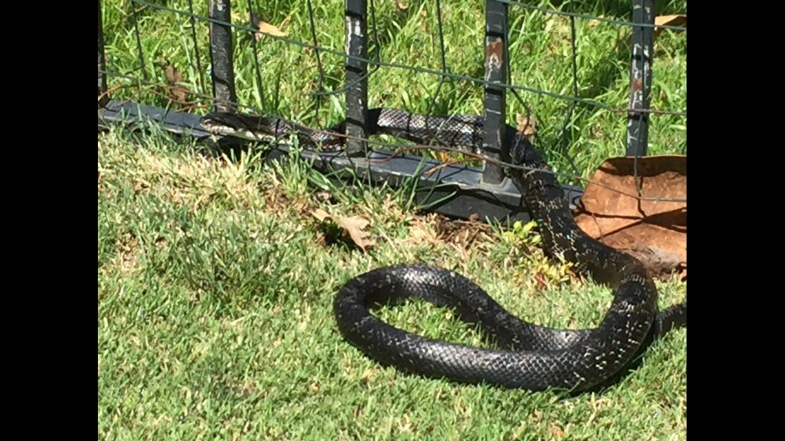 Copperheads Are Moving In Georgia Here S How To Protect Yourself 13wmaz Com