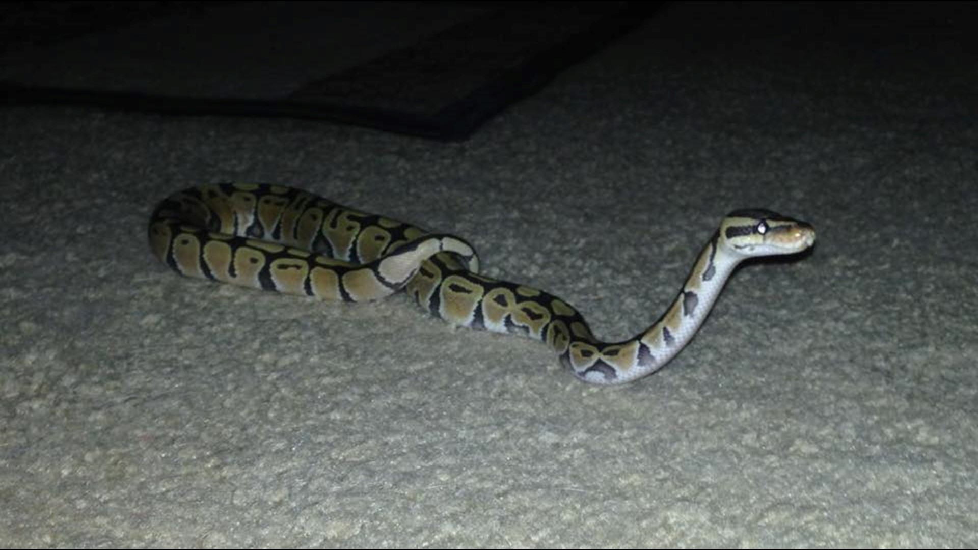VERIFY Was a massive copperhead snake found in Canton, Ga.?