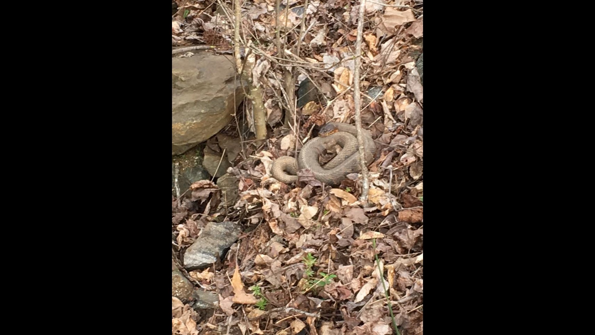VERIFY Was a massive copperhead snake found in Canton, Ga.?