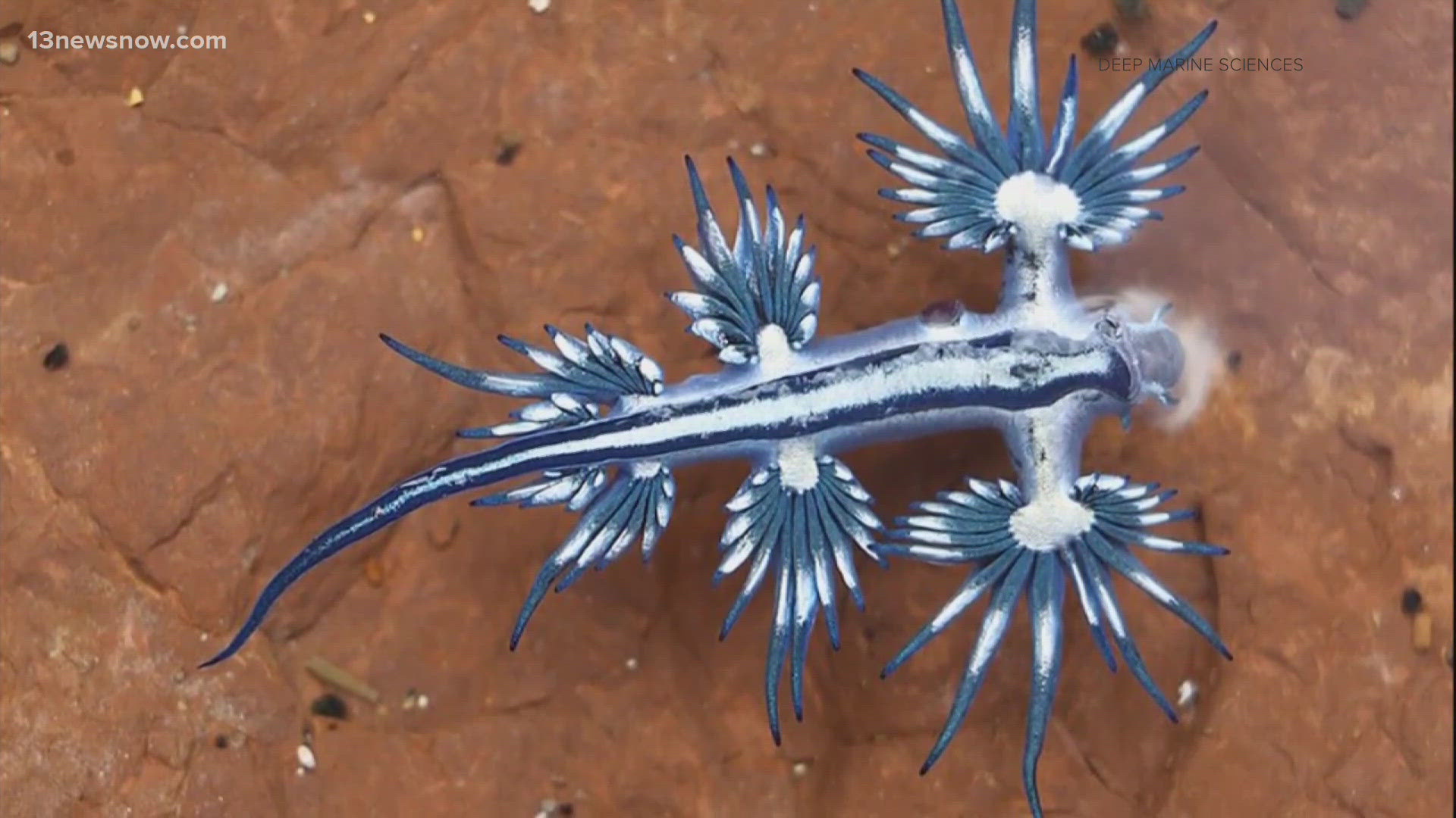 If you come across a Blue Sea Dragon, officials recommend staying a safe distance away, even if the slug is dead. They carry venom ingested from poisonous jellyfish.