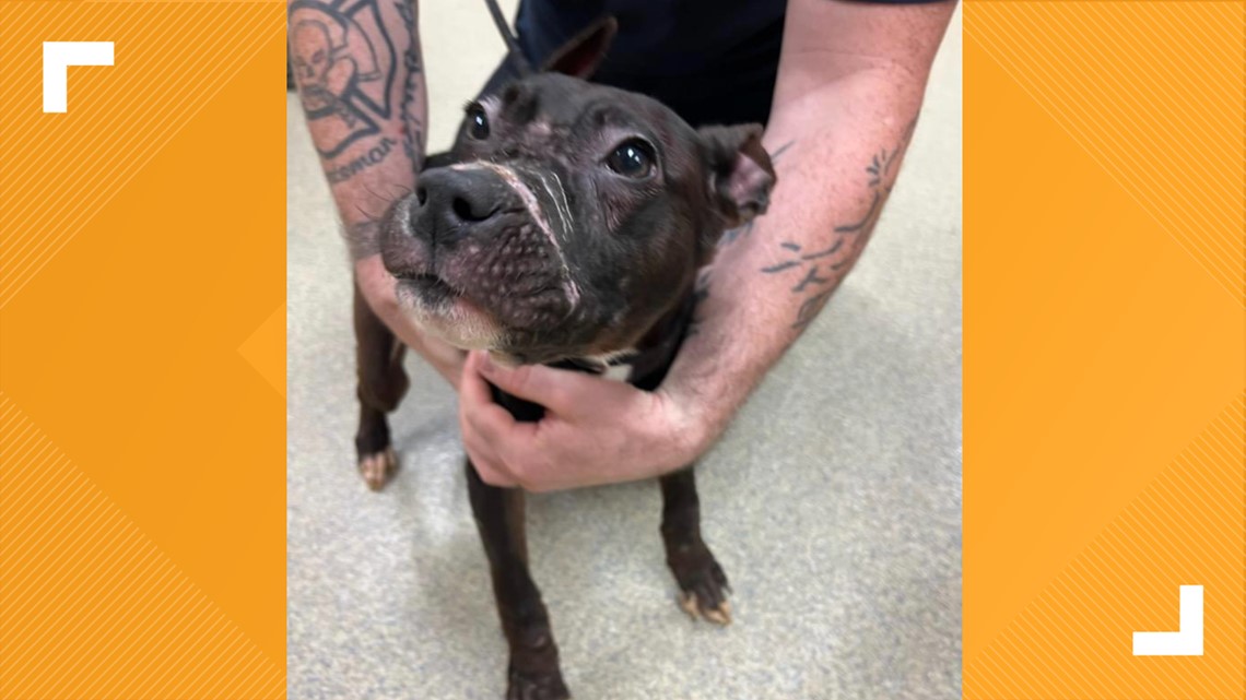 Paws For Charity raising money for Hope For Life Animal Rescue