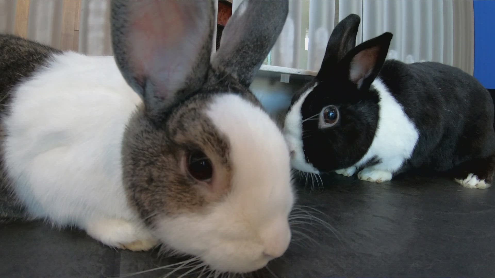 WWL Louisiana's Eleanor Tabone explains that rabbits aren't just an Easter present, they're much more.