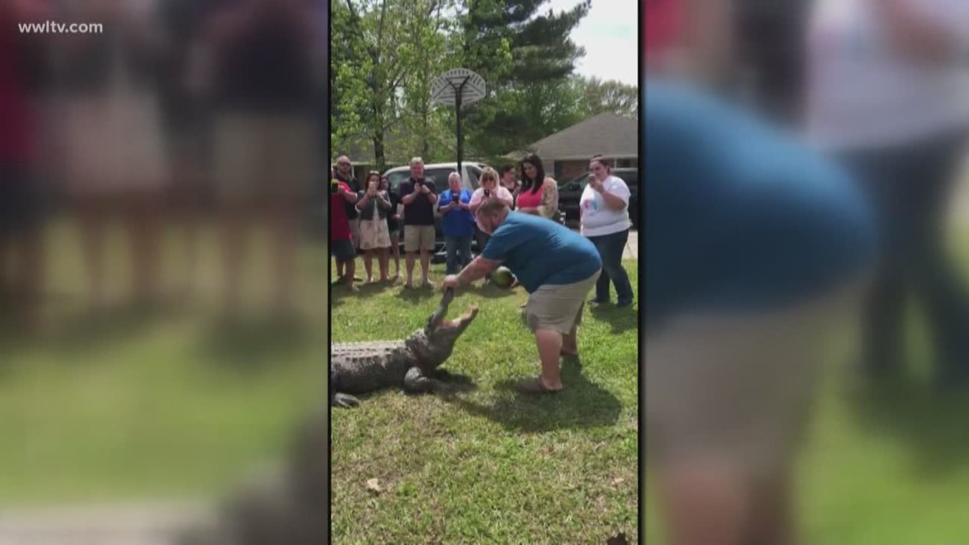 "That's pure Louisiana, Cajun theme gender reveal right there."