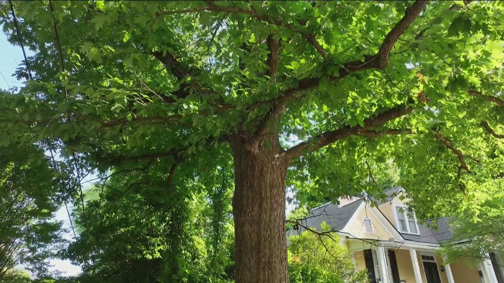 Local legend, the tree that owns itself, is offering shade and a place to dream in Athens. The tree has a rich history as it reaches people across nation and beyond.