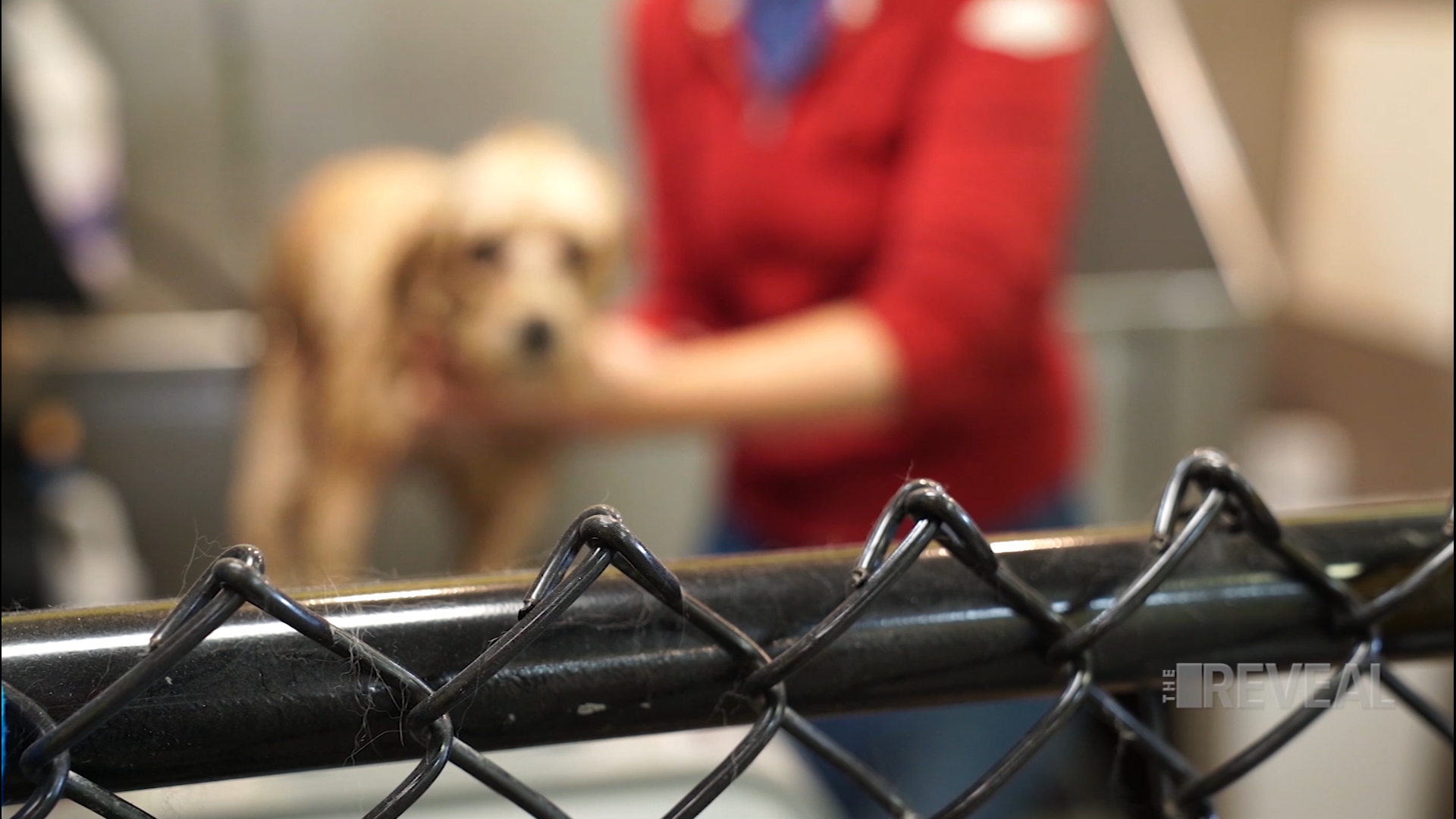 There have been 47 pet deaths connected to PetSmart over the past decade, and 32 of the animals died since 2015. Owners say they took their dogs in for a nail clipping or haircut and they died from rough handling or intense stress. Some dogs were allegedly placed in drying cages, unable to escape as air pushed in.
