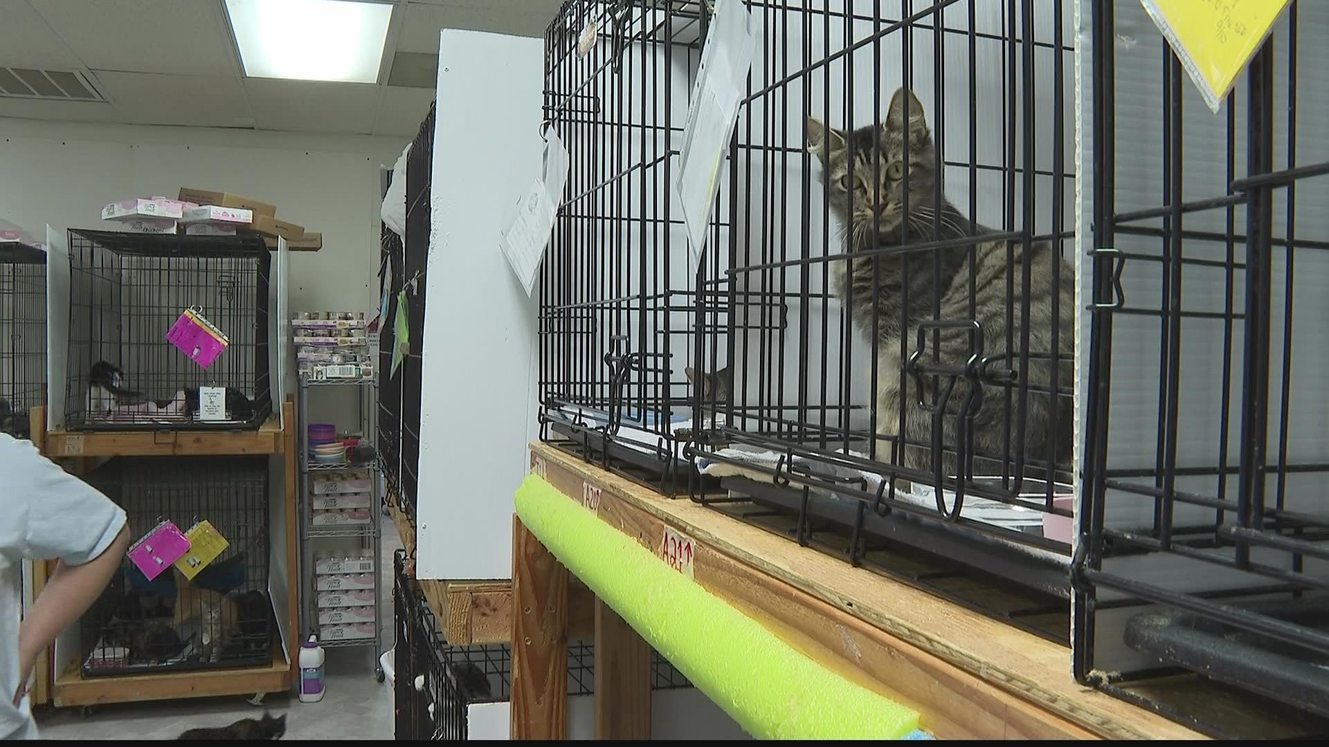 Some community heroes braved the weather to save dozens of animals as the Chattooga County Animal Shelter began to flood.