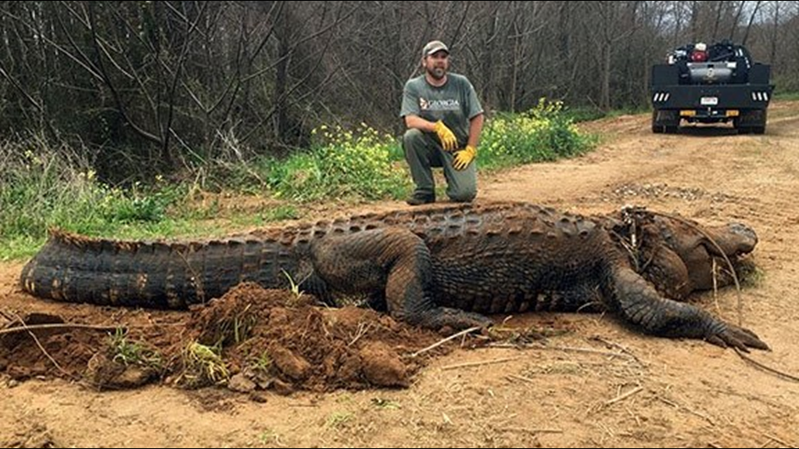 Verify: Was a massive alligator discovered near Georgia's 