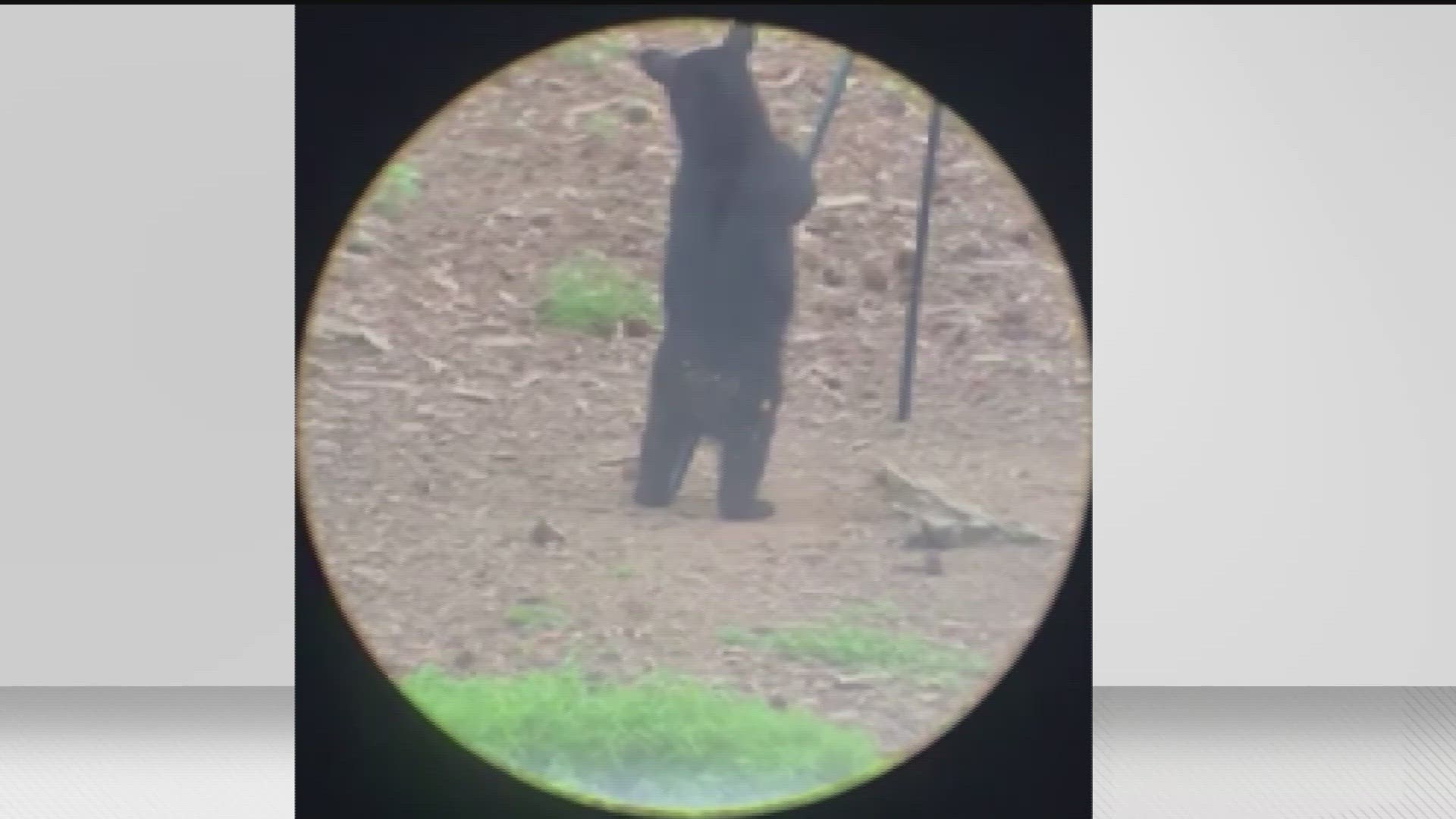 A black bear hung out in Cumming.