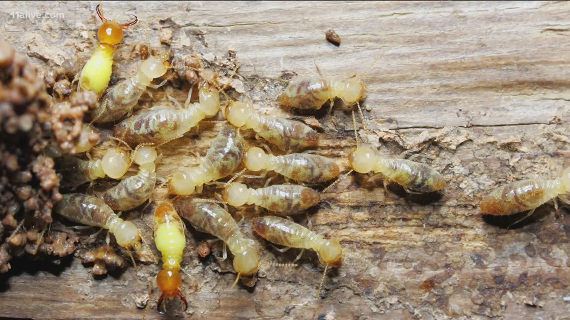 Why do termites damage homes by eating wood?