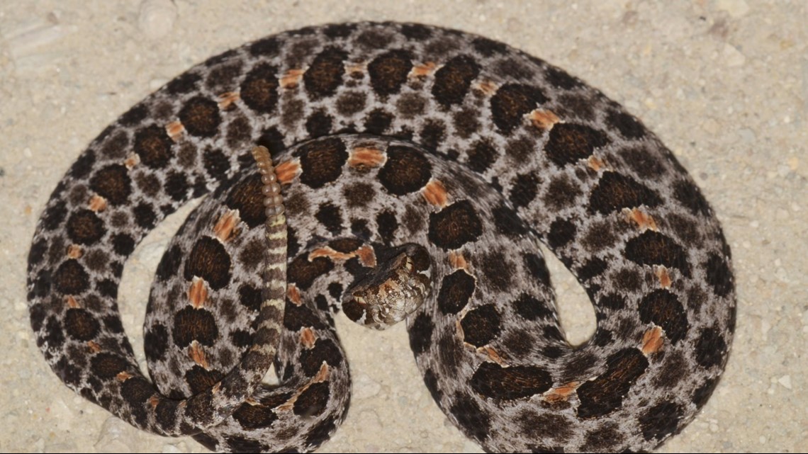Your guide to the six venomous snakes in