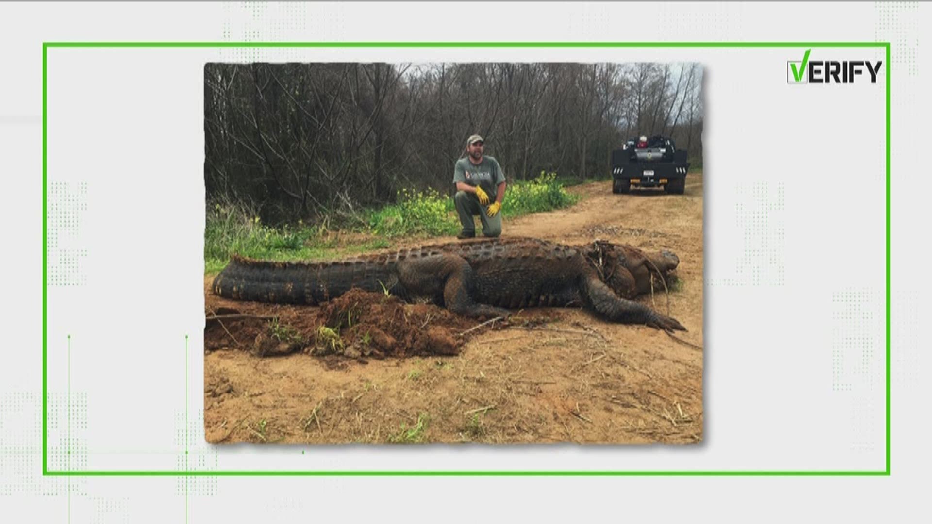 Images of the large gator have been going viral online and many are wondering if it is fake.