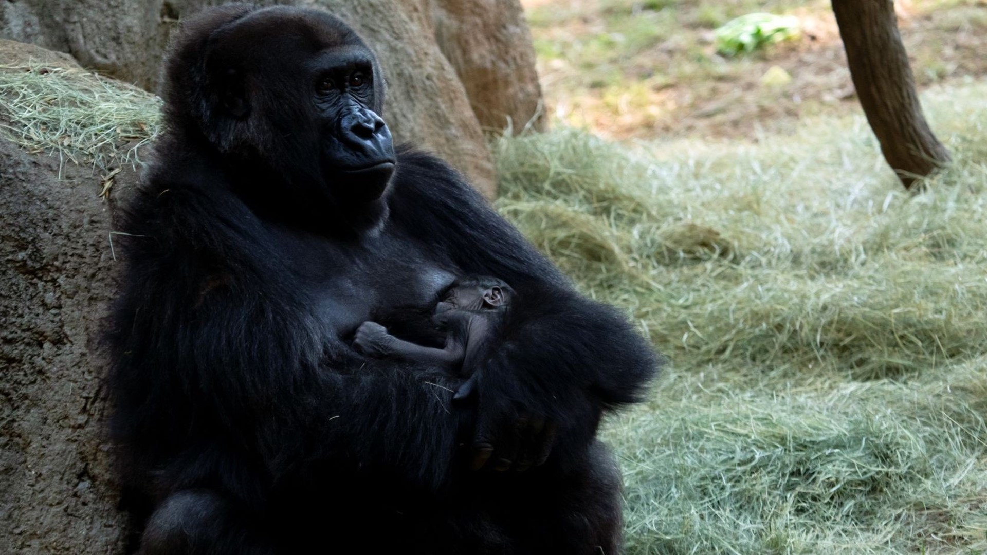 The baby gorilla was born last week at the zoo to Lulu, a 19-year-old western lowland gorilla.