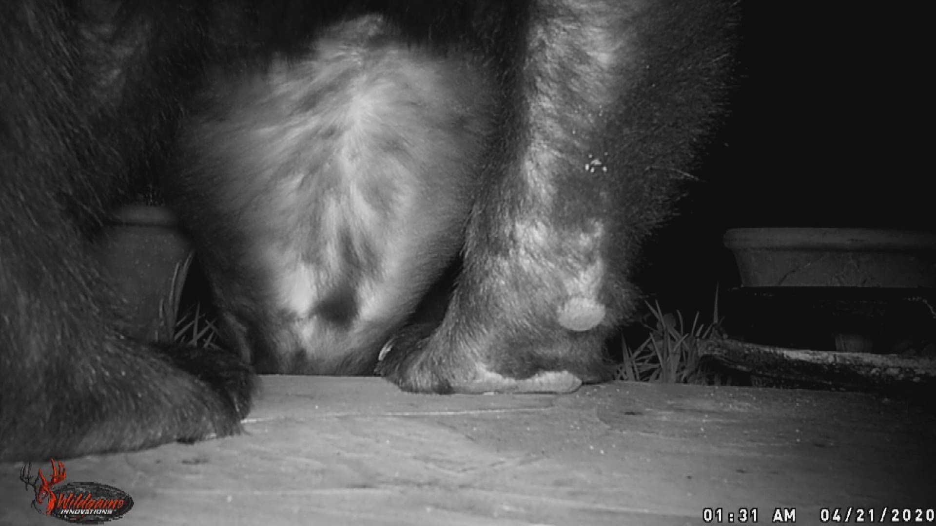 A seemingly hungry bear has been visiting the front porch of homes in the area.