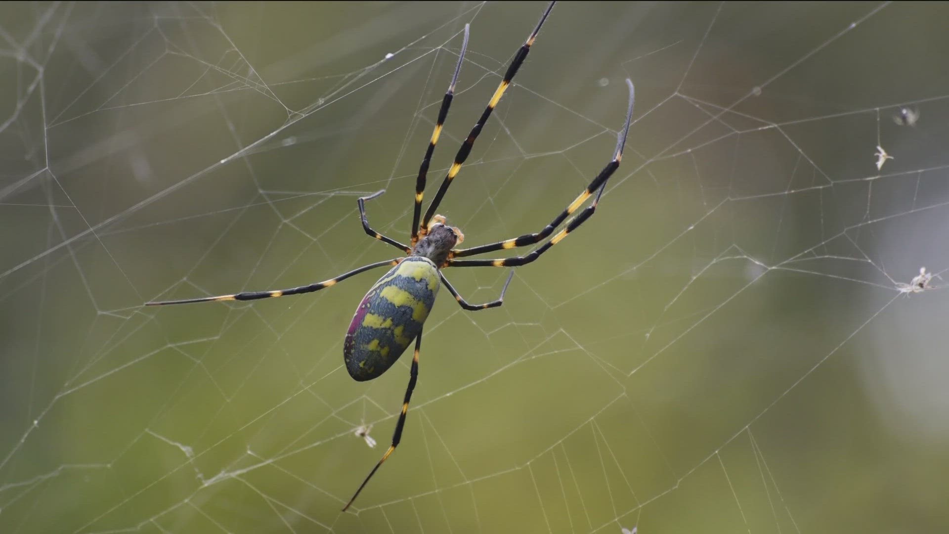 There's a pretty good chance you've already come across this big, bright and creepy crawler in the last few weeks.