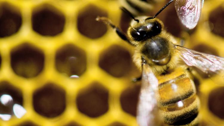 'It's saving the world' | UGA tests lead to breakthrough honeybee vaccine