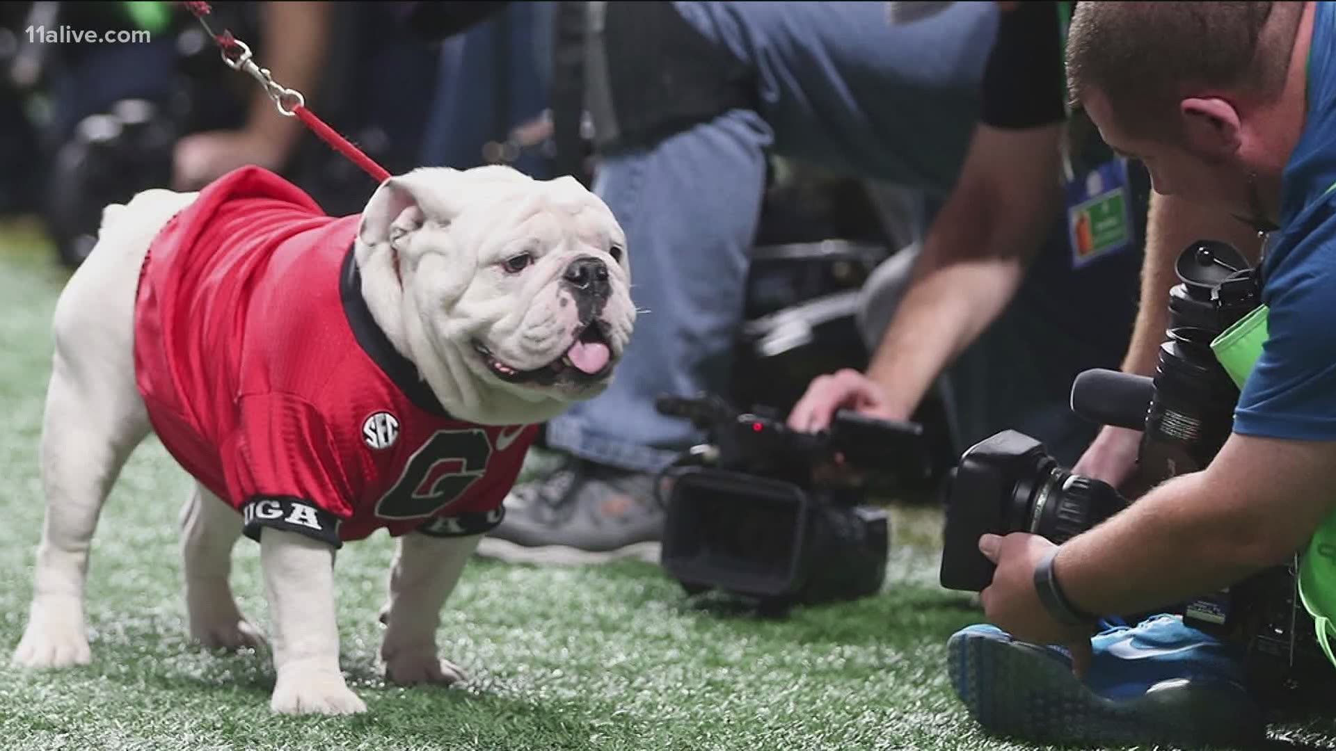 The bulldog mascot will not be allowed onto the field due to stipulations in SEC rules about essential personnel.