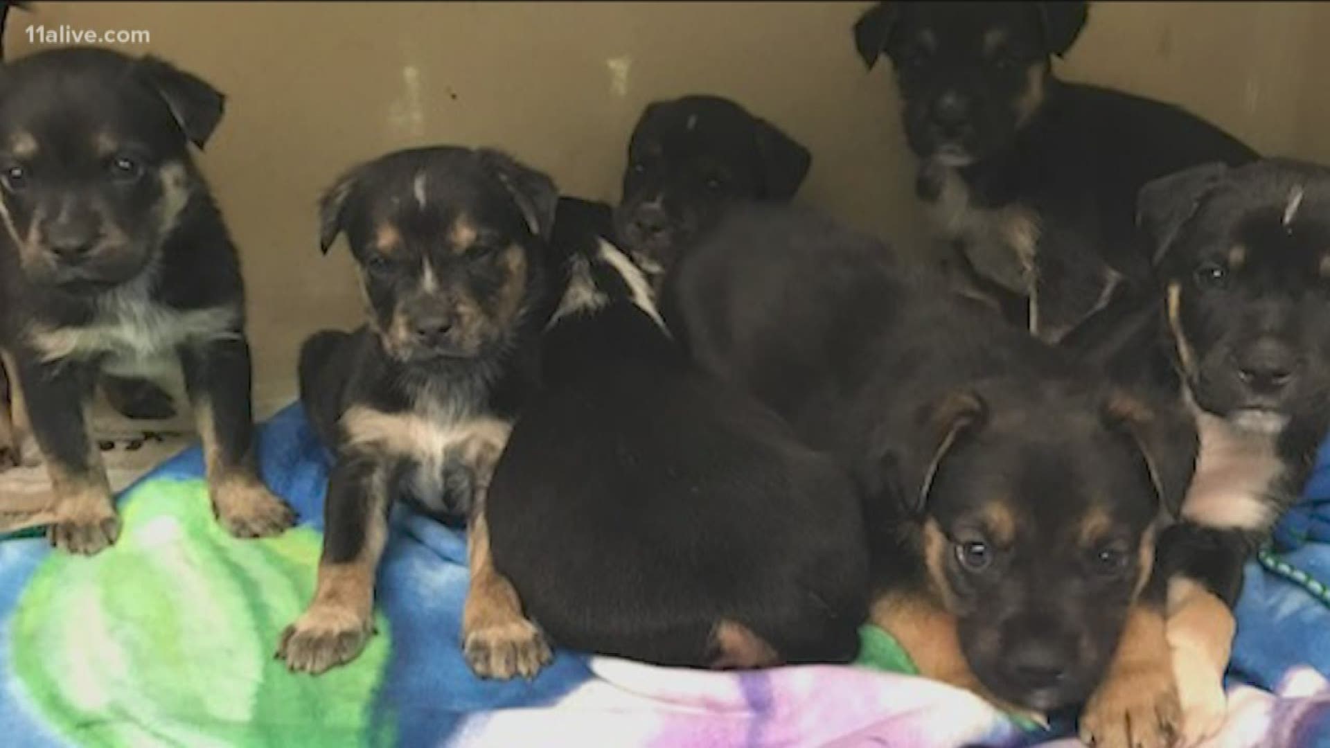 Animal control reporting double the amount of 'aggressive' dog calls for people trying to get rid of their animals because of illness and financial concerns.