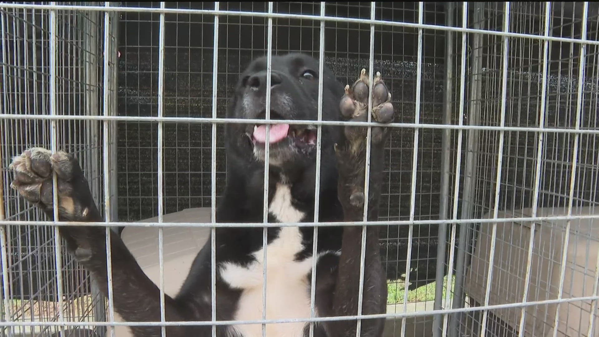 Dogs rescued from hoarding conditions are up for adoption | 13wmaz.com