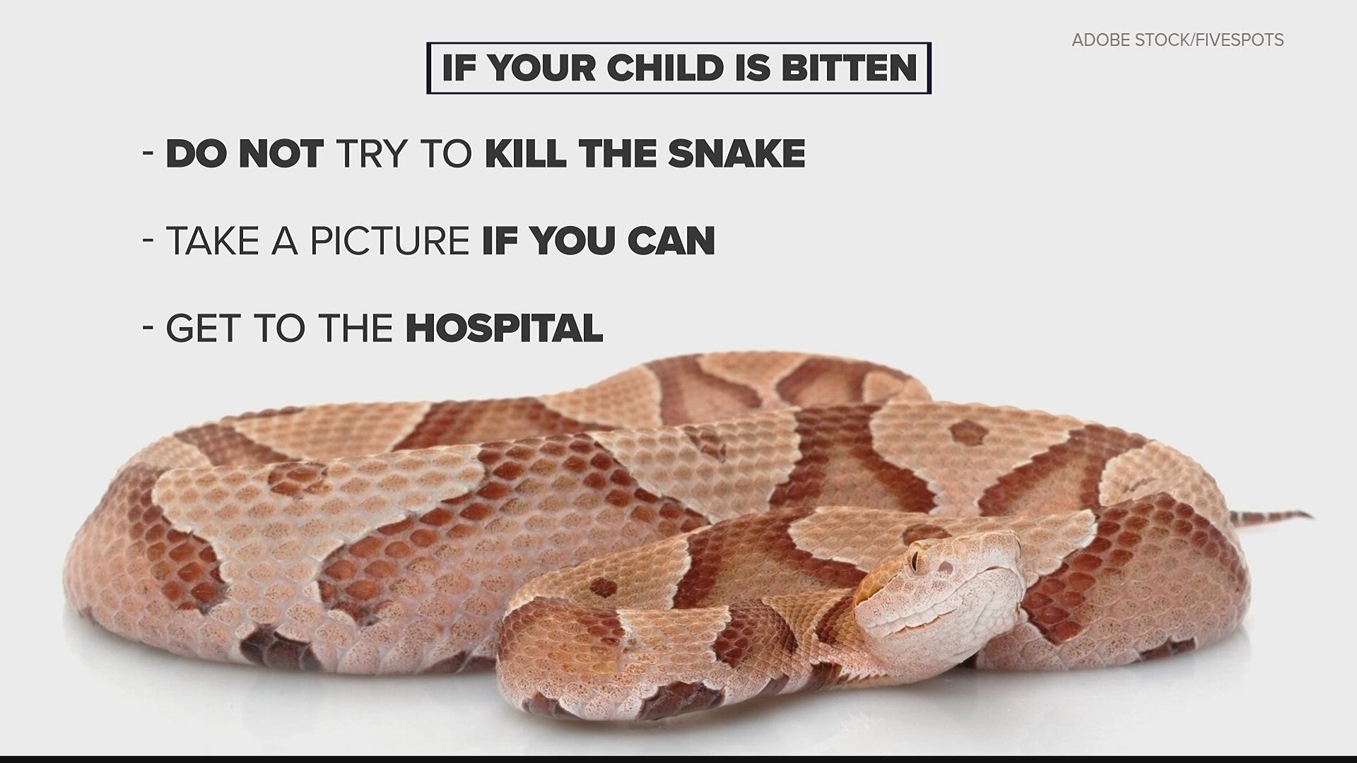 If you child has a snake bite, take them to the hospital to be checked out.