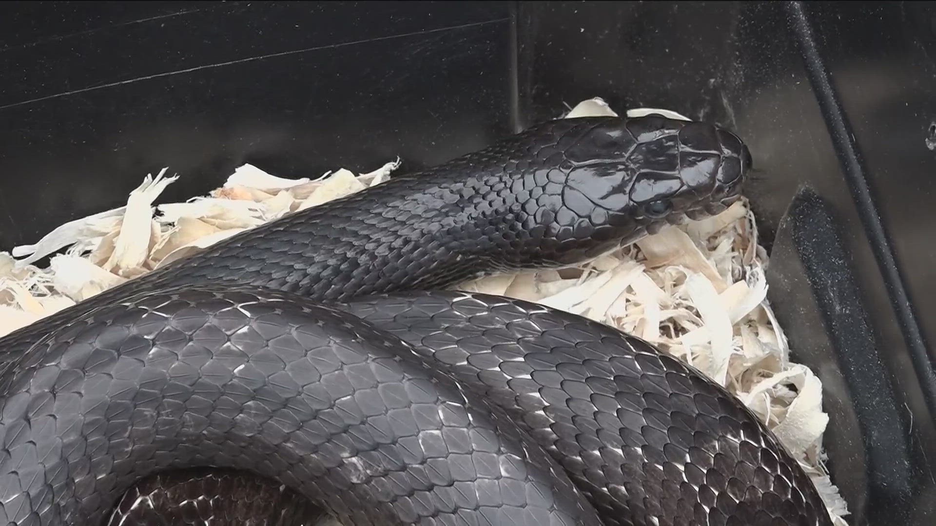As the weather gets warmer, snakes are on the move in Georgia.
