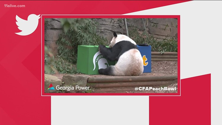 Zoo Atlanta's Giant Panda predicts Chick-fil-A Peach Bowl winner