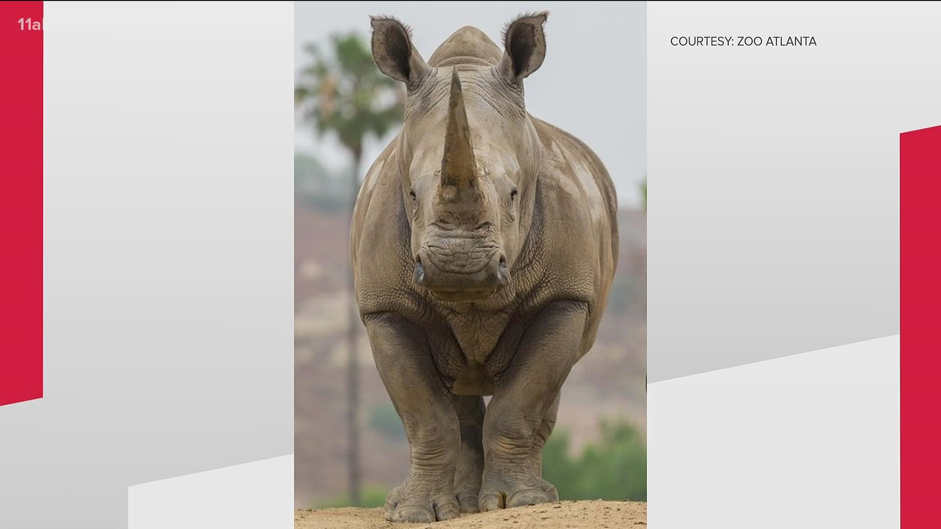 Kiazi is a 19-year-old female southern white rhino.