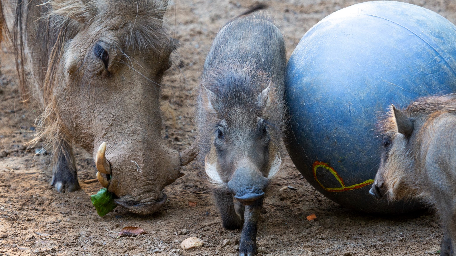 The piglets, who are the first litter for warthog pair Eleanor and Hamlet, were born on April 13.
