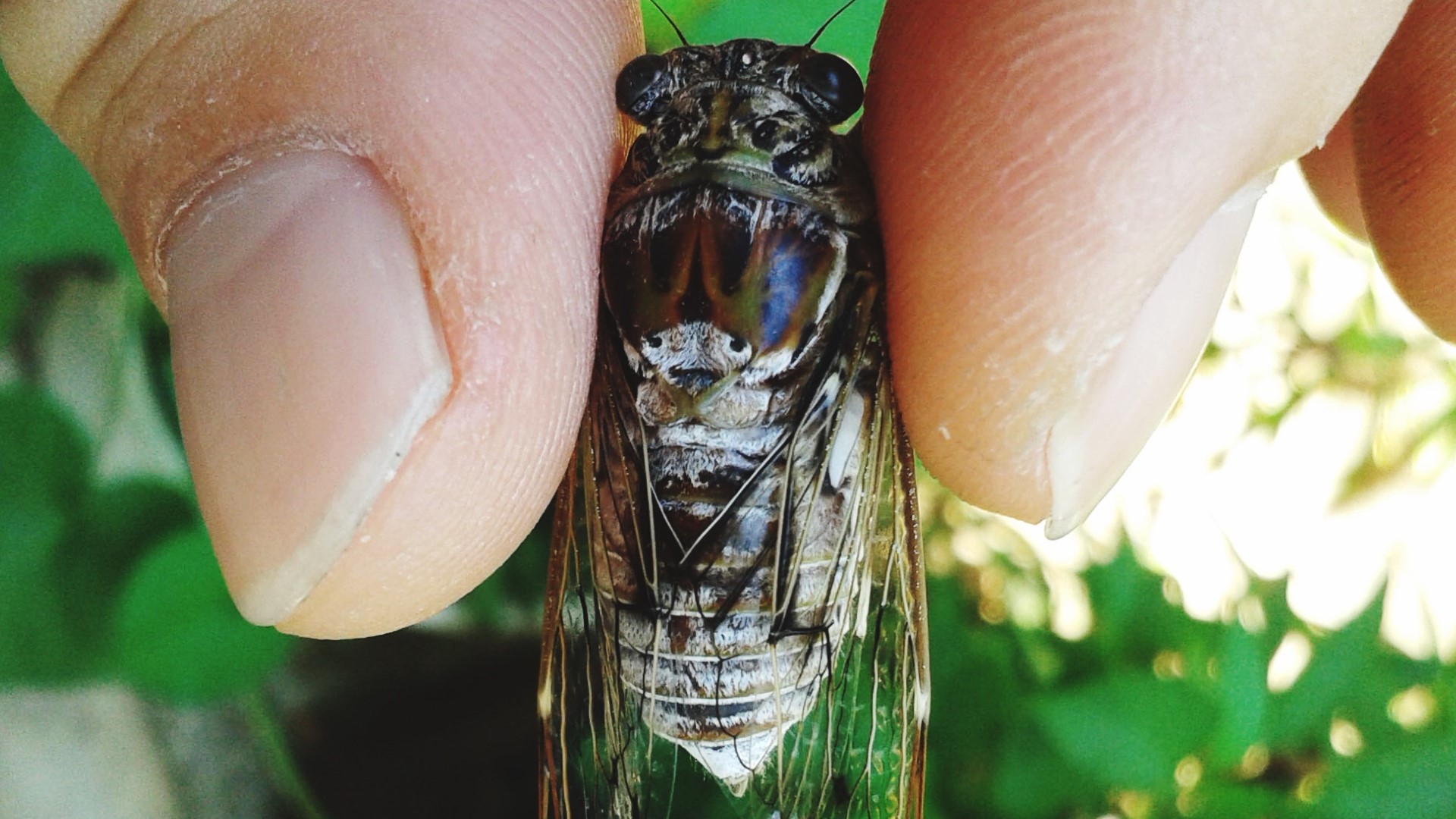The Brood X cicada is emerging after 17 years spent burrowing through the soil