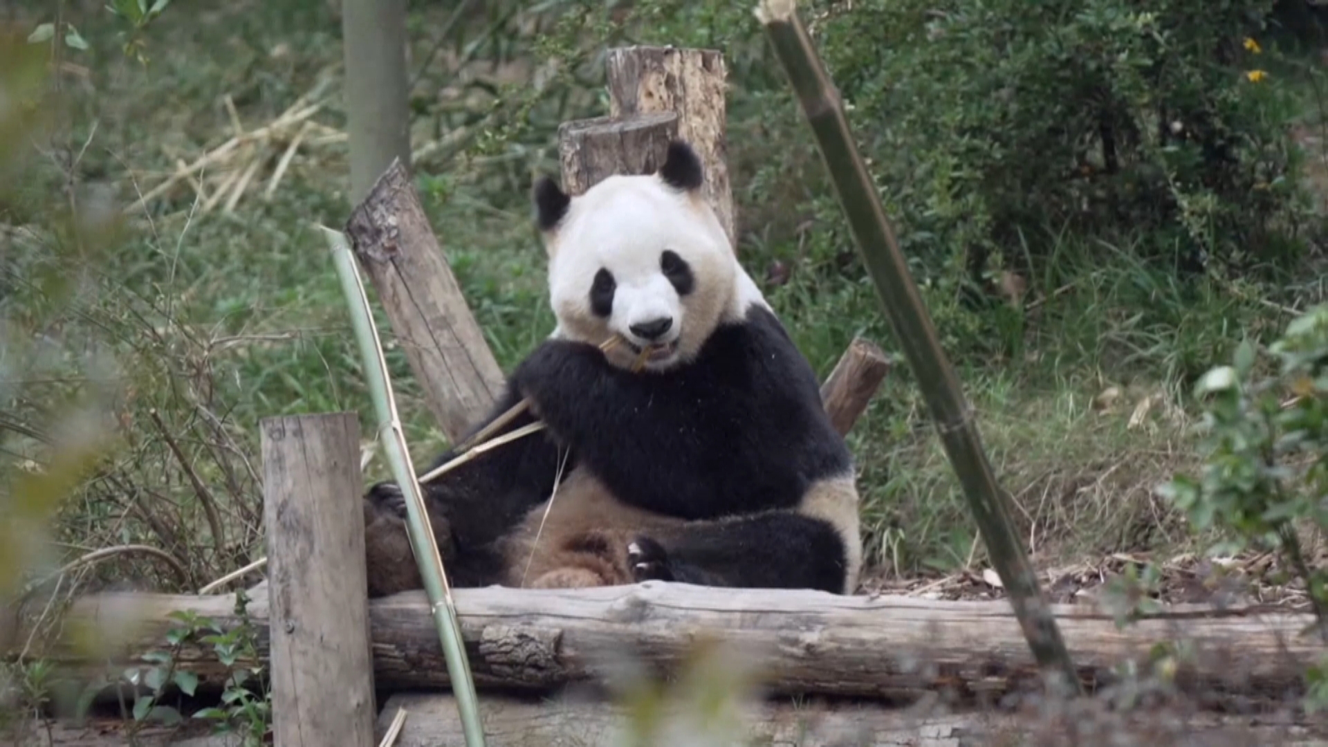 A Panda Zoo Atlanta sets panda debut day | Here's what you need to know ...