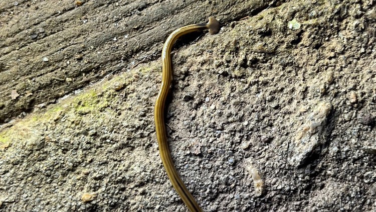 Toxic hammerhead worm not actually a bad thing for Georgia | Here's why