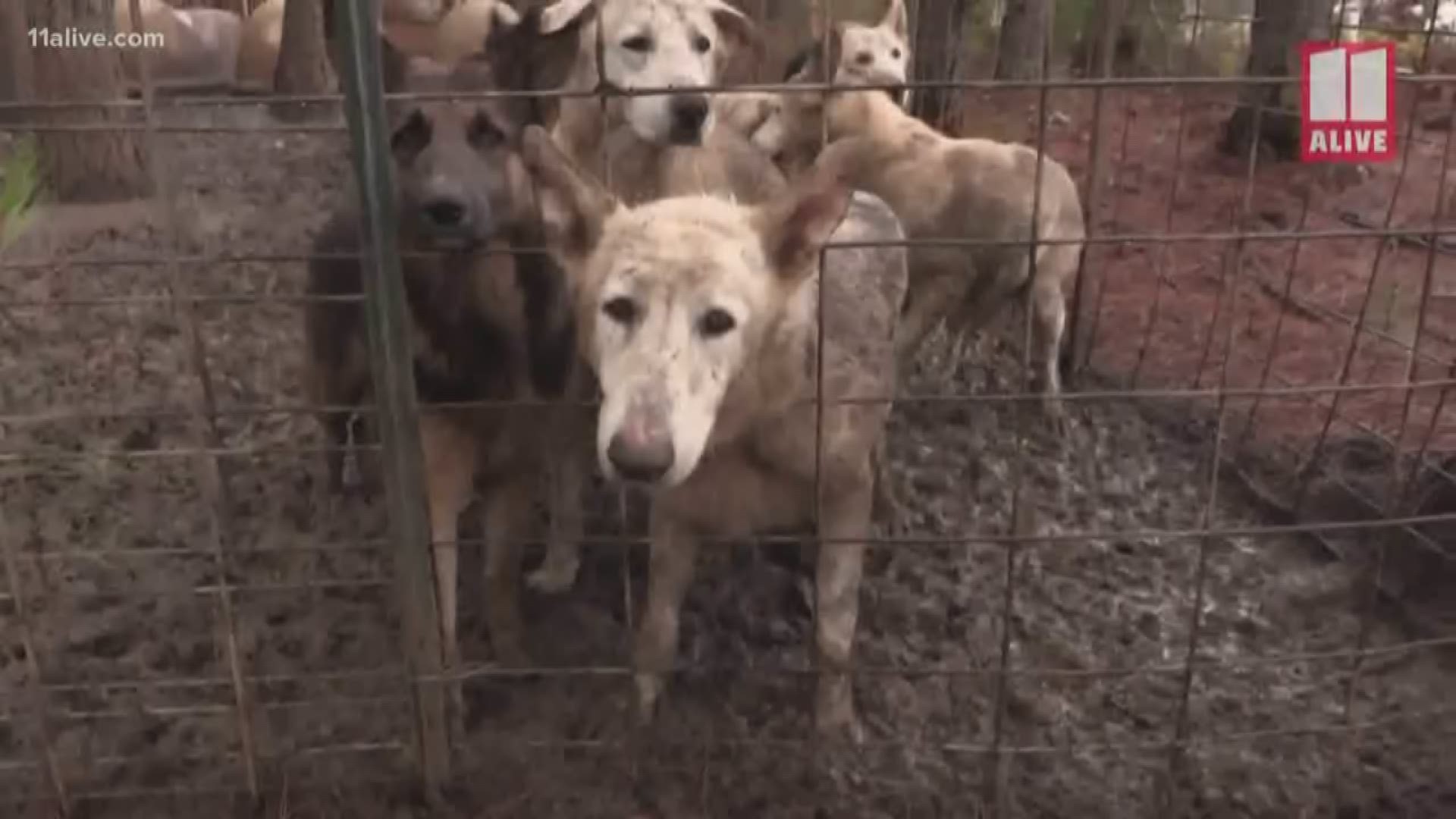 11Alive's Kaitlyn Ross and Rebecca Lindstrom discuss solutions to Georgia's puppy mill problem in this online discussion.