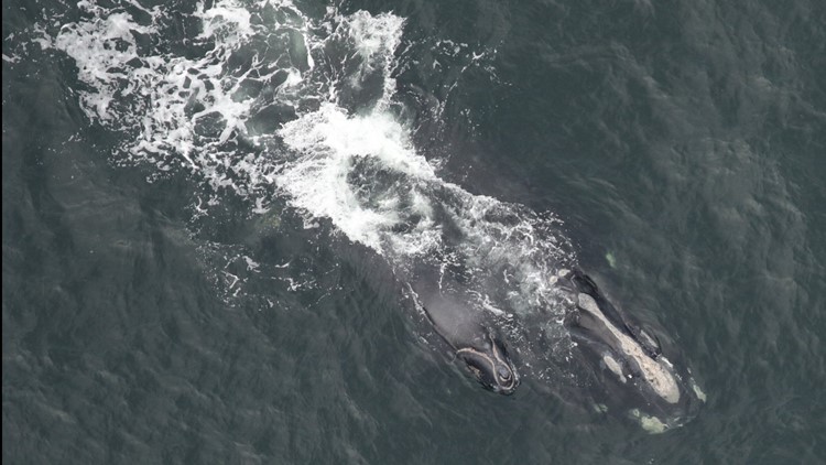 Georgia DNR reports 4 new whale calves spotted along coast | 13wmaz.com