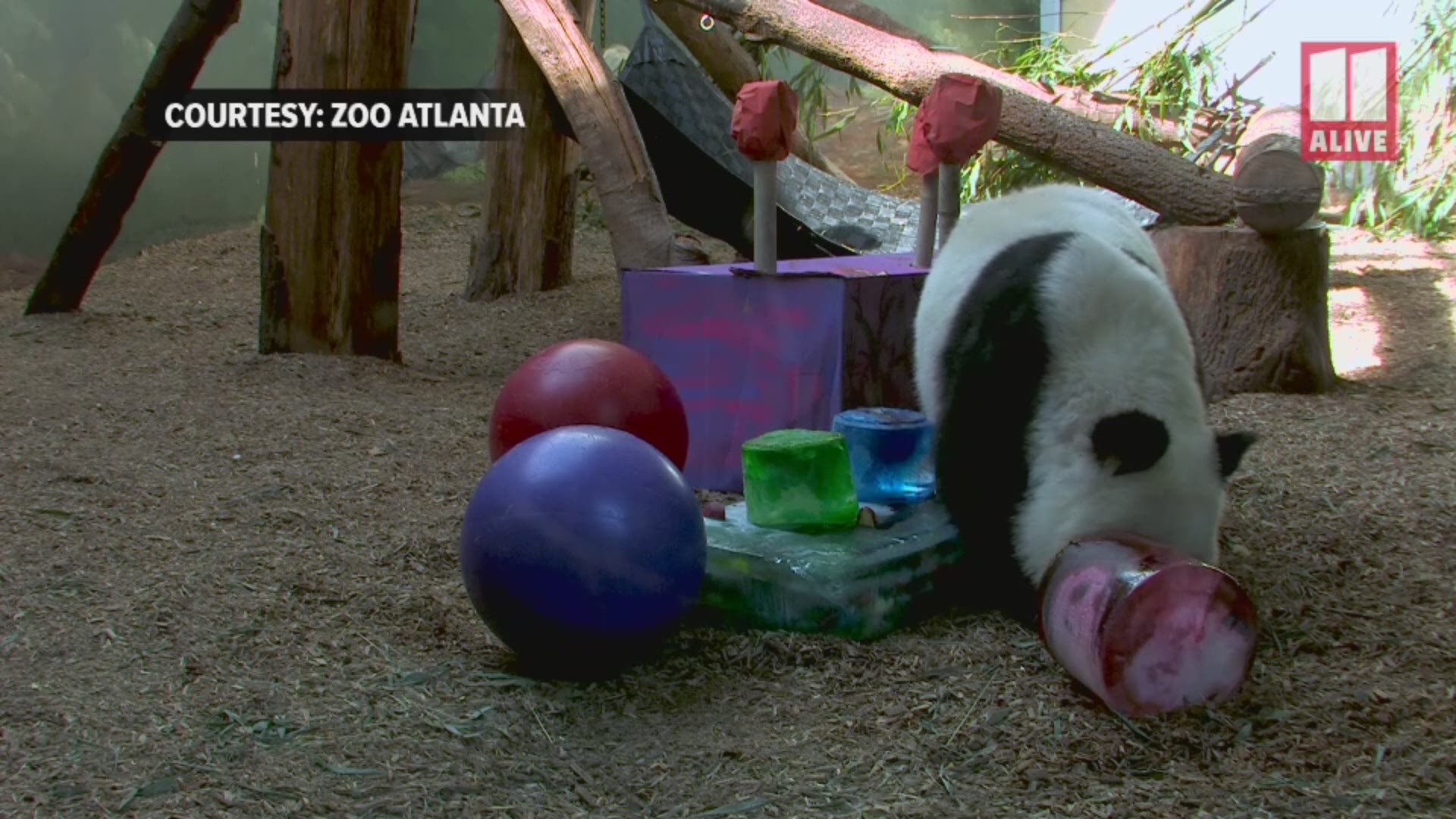 Giant panda twins Ya Lun and Xi Lun turned 3 on Sept. 3.