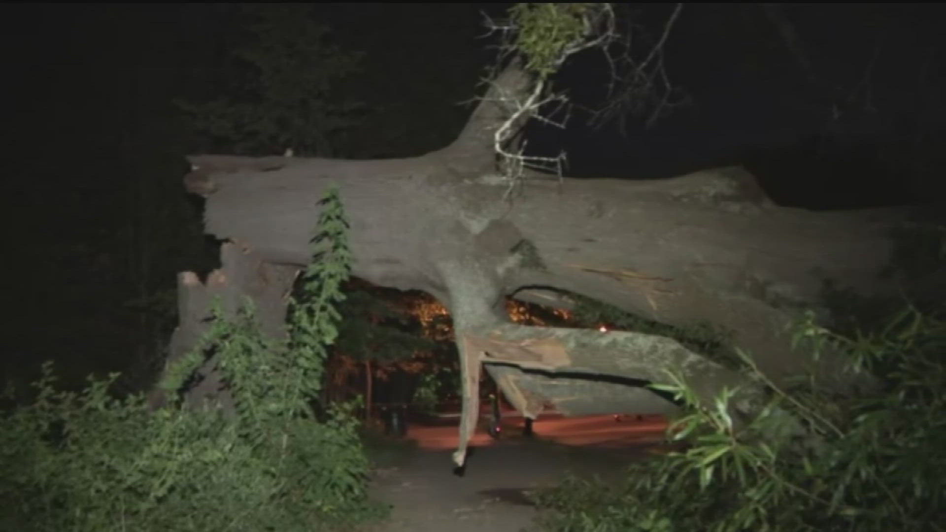 The tree fell Thursday evening near the entrance along Piedmont Avenue and 12th Street in Midtown.