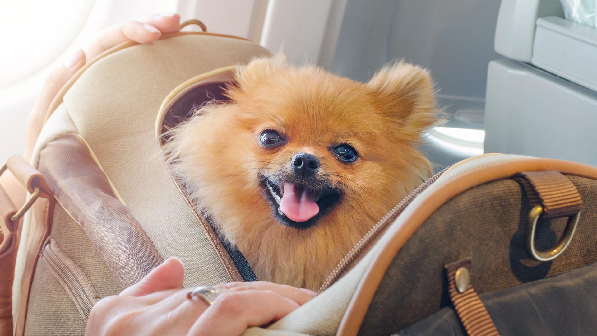 For many people, pets are family, and they travel together on trips.