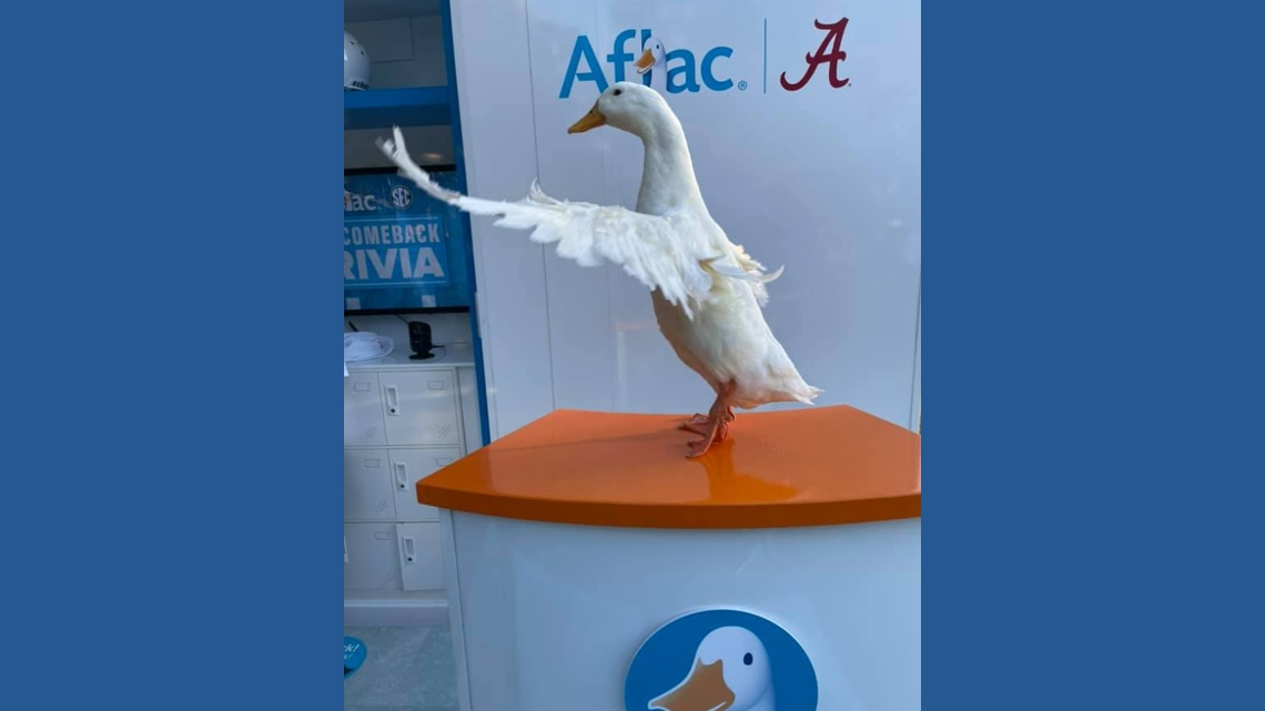 Rescued Georgia animals become unexpected movie stars at metro Atlanta farm