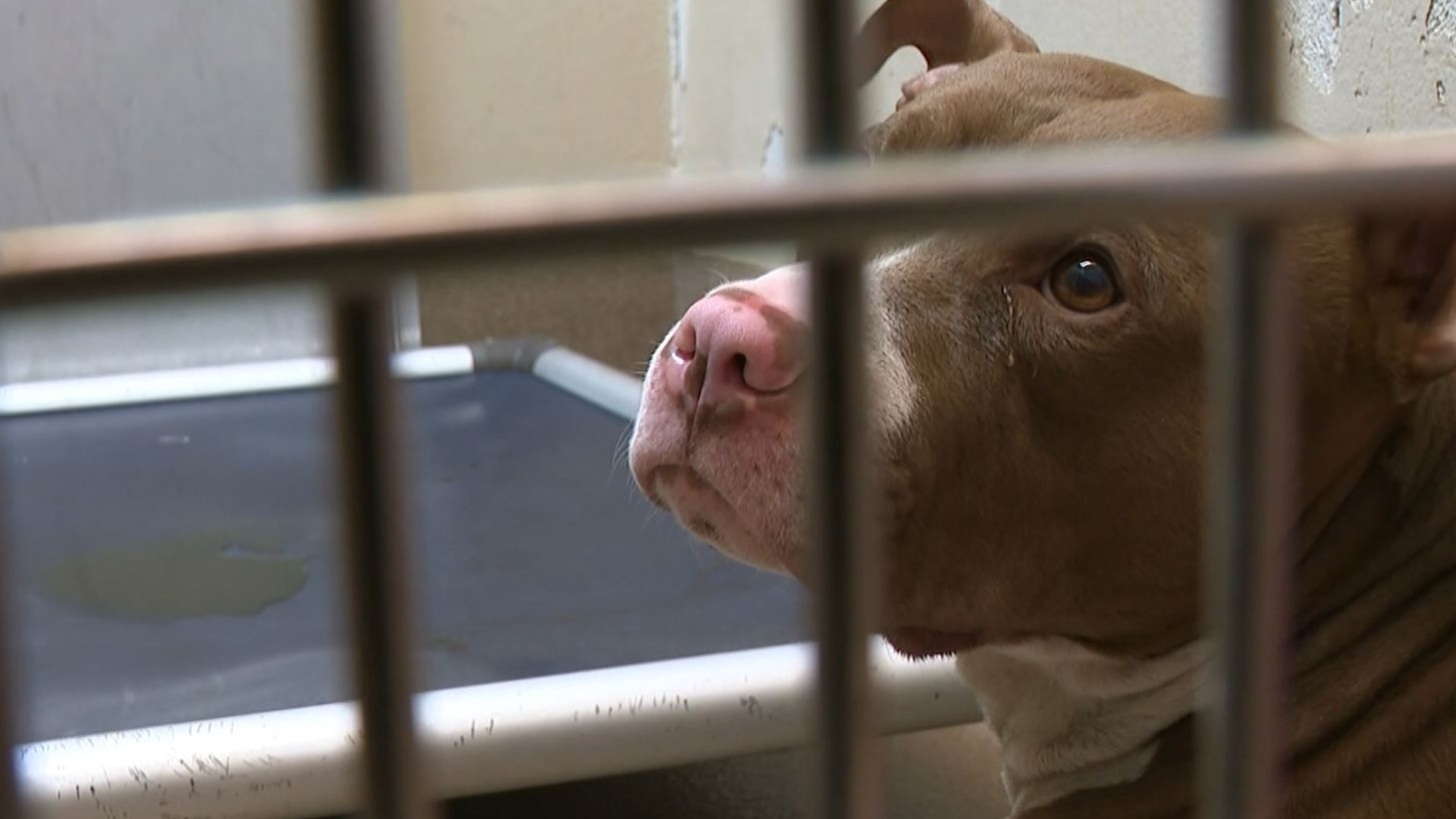 Dogs waiting for their owners' court dates are stuck in shelters, unable to find loving homes.