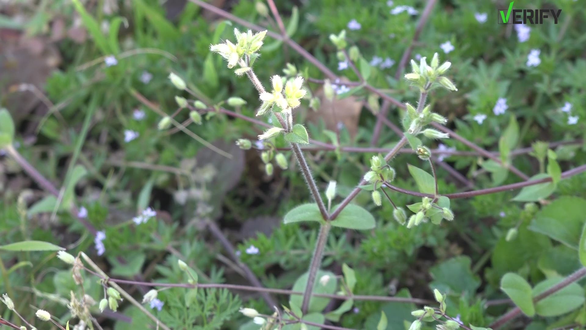 Allergy season has begun and one viewer wants know more about Benadryl's potential side effects.