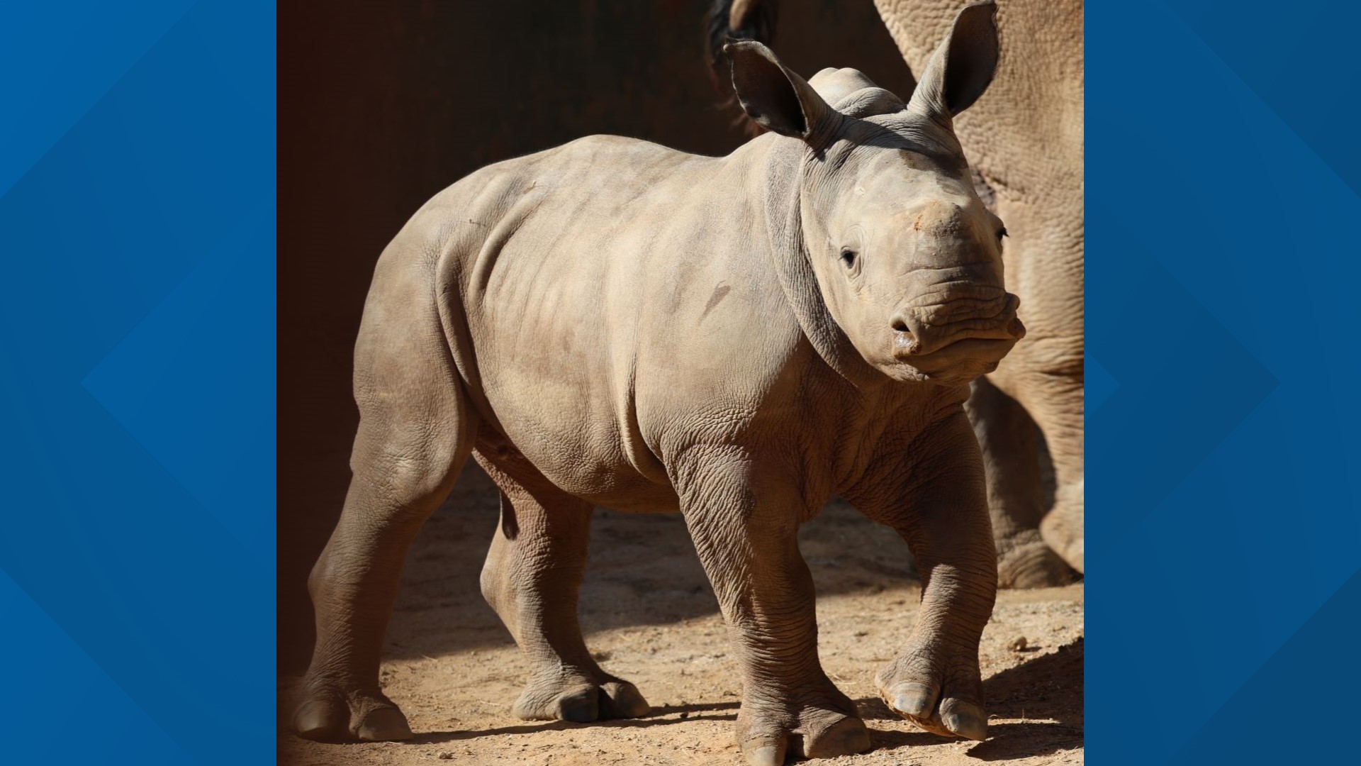 The Zoo’s Rhino Care Team has entered nine names, and seven names will be selected from the public to be entered into the Sweet Sixteen.