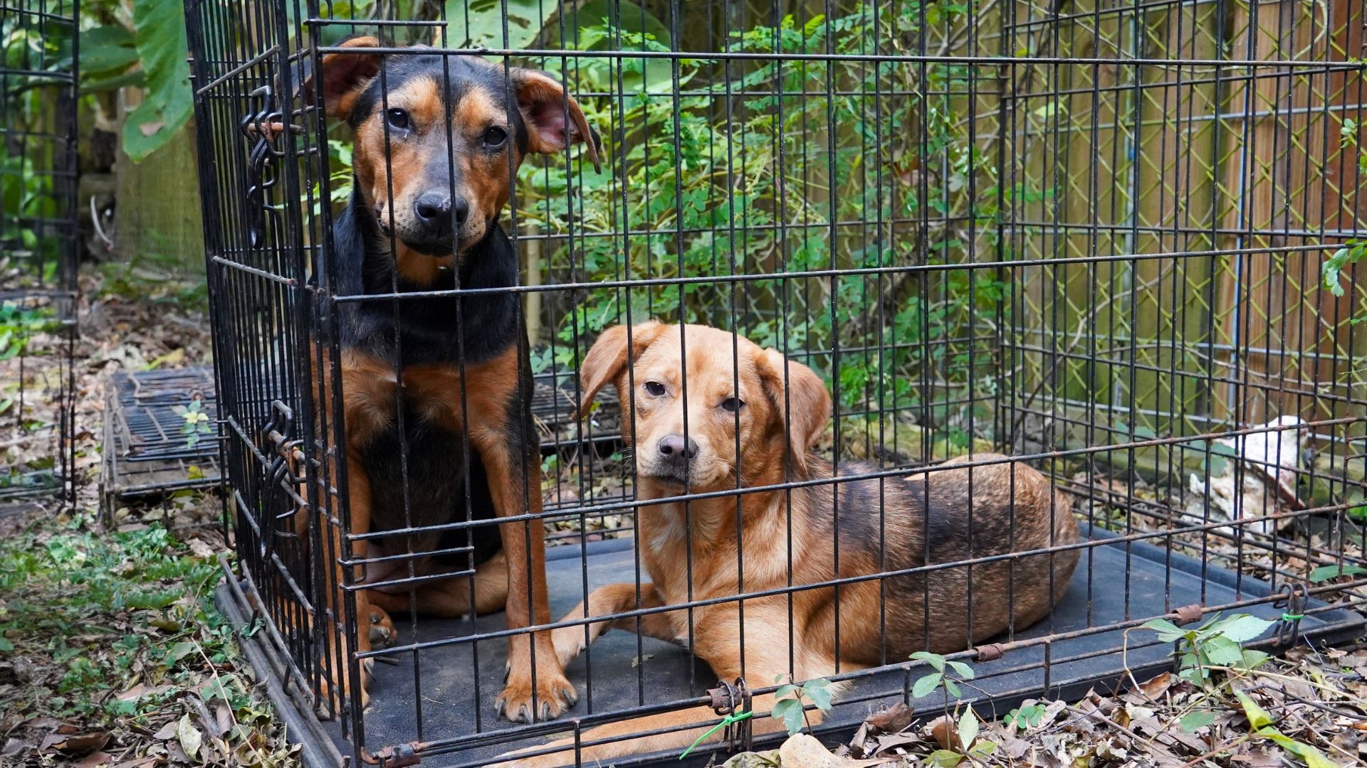 Units from the animal protection organization were called out to assist where nearly 150 cats and dogs were "living outside in pens in their own filth."