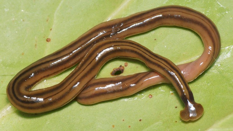 Invasive 'toxic' worms found in Georgia | What to know