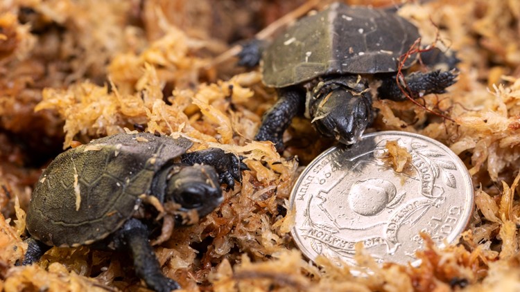 Zoo Atlanta welcomes pair of baby turtles, only weigh half an ounce