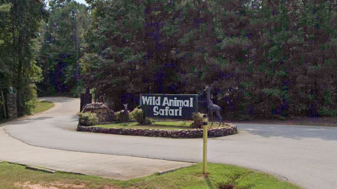 pine mountain animal safari tiger escape