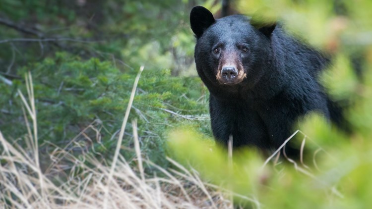 Bear sightings reported in Forsyth County, sheriff says
