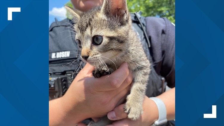 Carrollton Police rescue kitten from car, finds fur-ever home