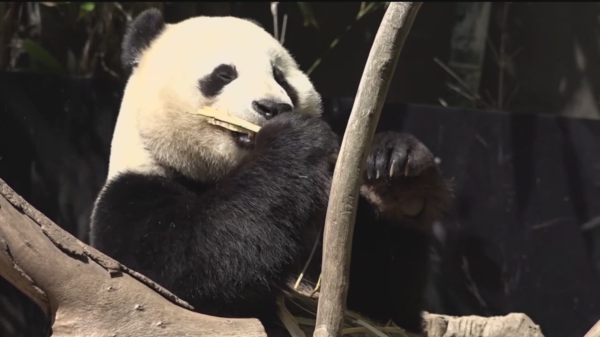 Four pandas will leave the country this year.